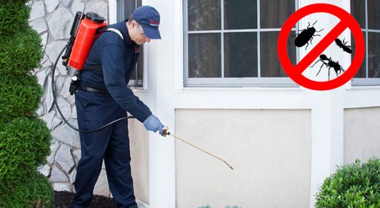 Yapraklı Hamam Böceği İlaçlama böcek ilaçlama ve haşere kontrolü — ilaclama-tr.com